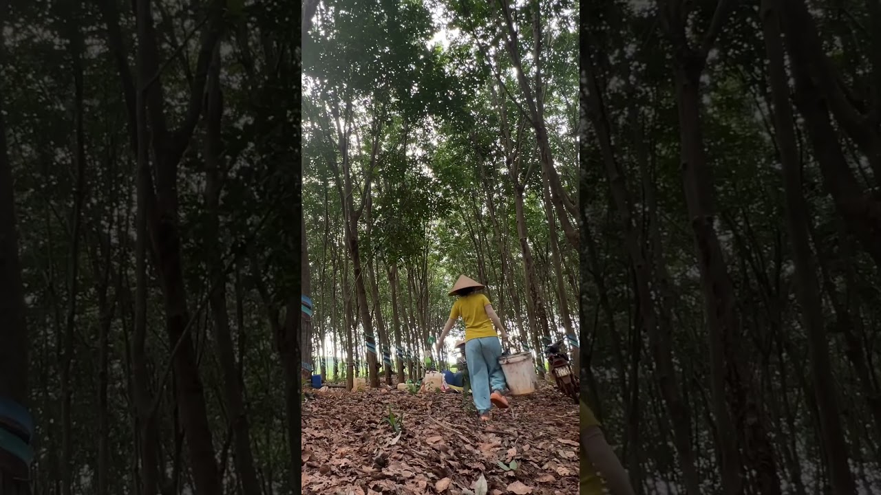 A Day in the Life of a Rural Girl Harvesting Rubber in the Forest #rubberharvesting
