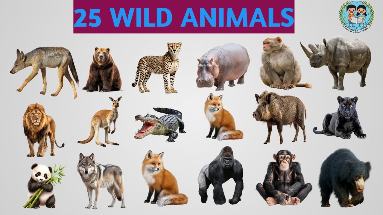 Wild Animals for Kids 🦒🐍 | 25 Animals Name with Pictures & Sounds | Aarav Aanvi Kids #aaravaanvikids