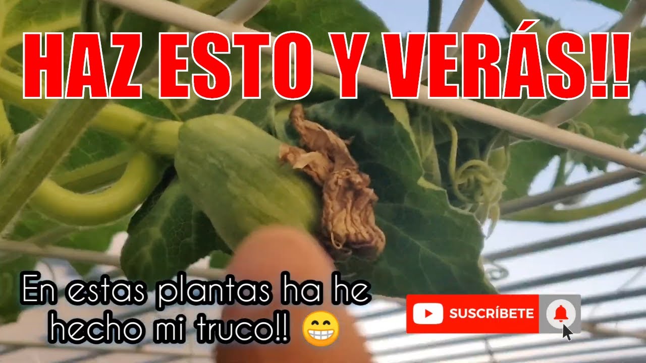 La planta de calabaza no produce 🥒🧅 por qué el calabacín o calabaza no da flores hembra