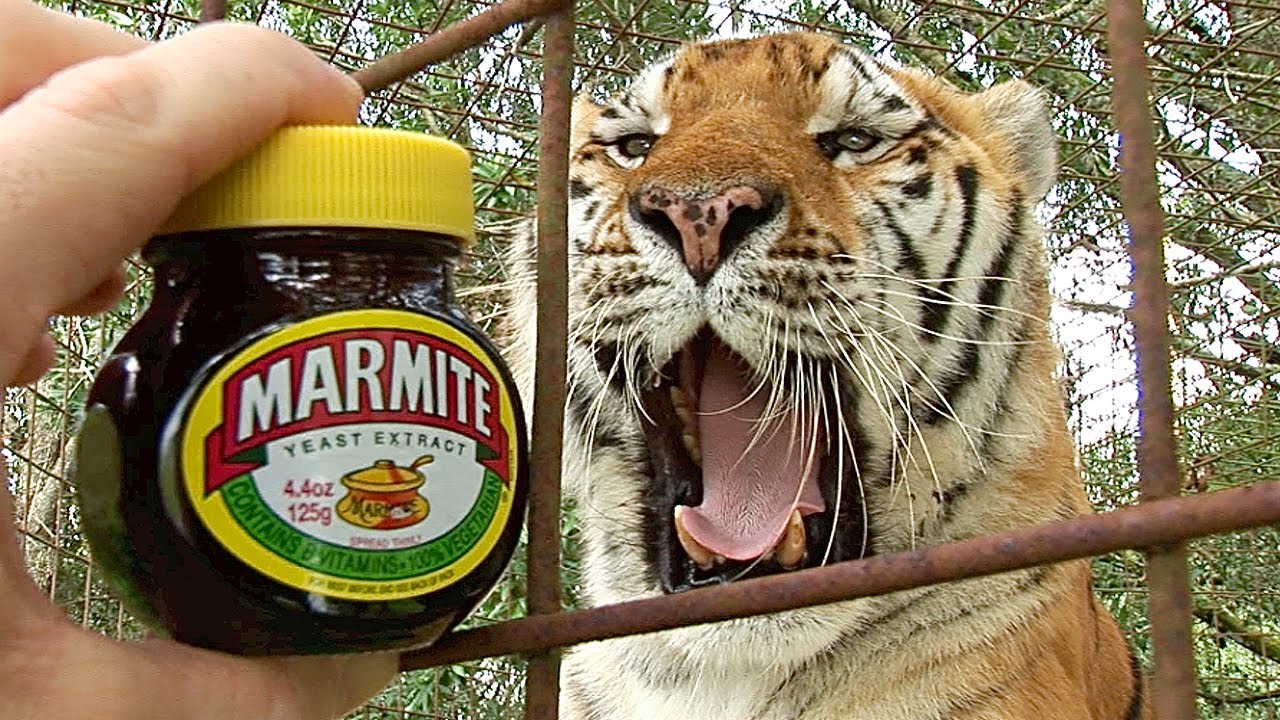 Do Tigers Like MARMITE?