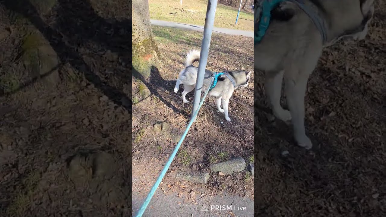 독일 일요일 오후 허스키와 함께 산책하면서 소통해봅시다.