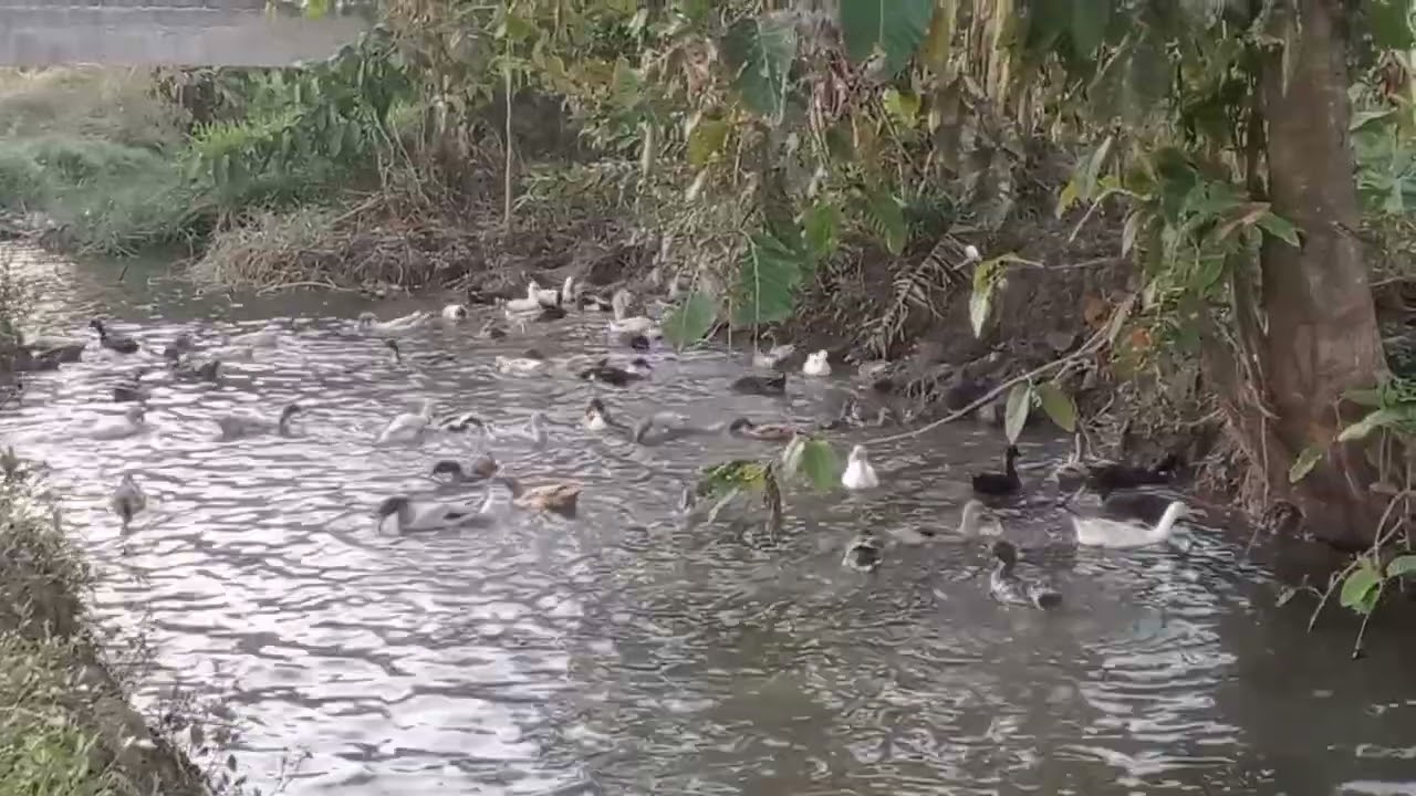 mga kaduckers dito napo ang ating kulongngan