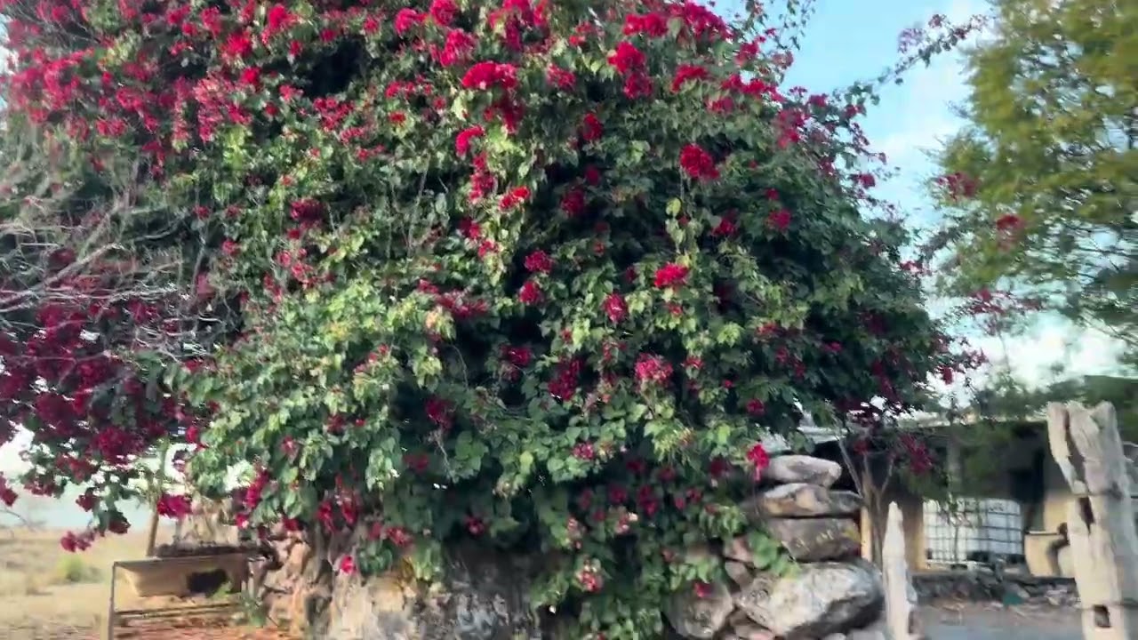 Rancho Santa Cruz #mexico #zacatecas #vlog #youtube #foryou #vacation #rancho #ranchlife #moyahua 