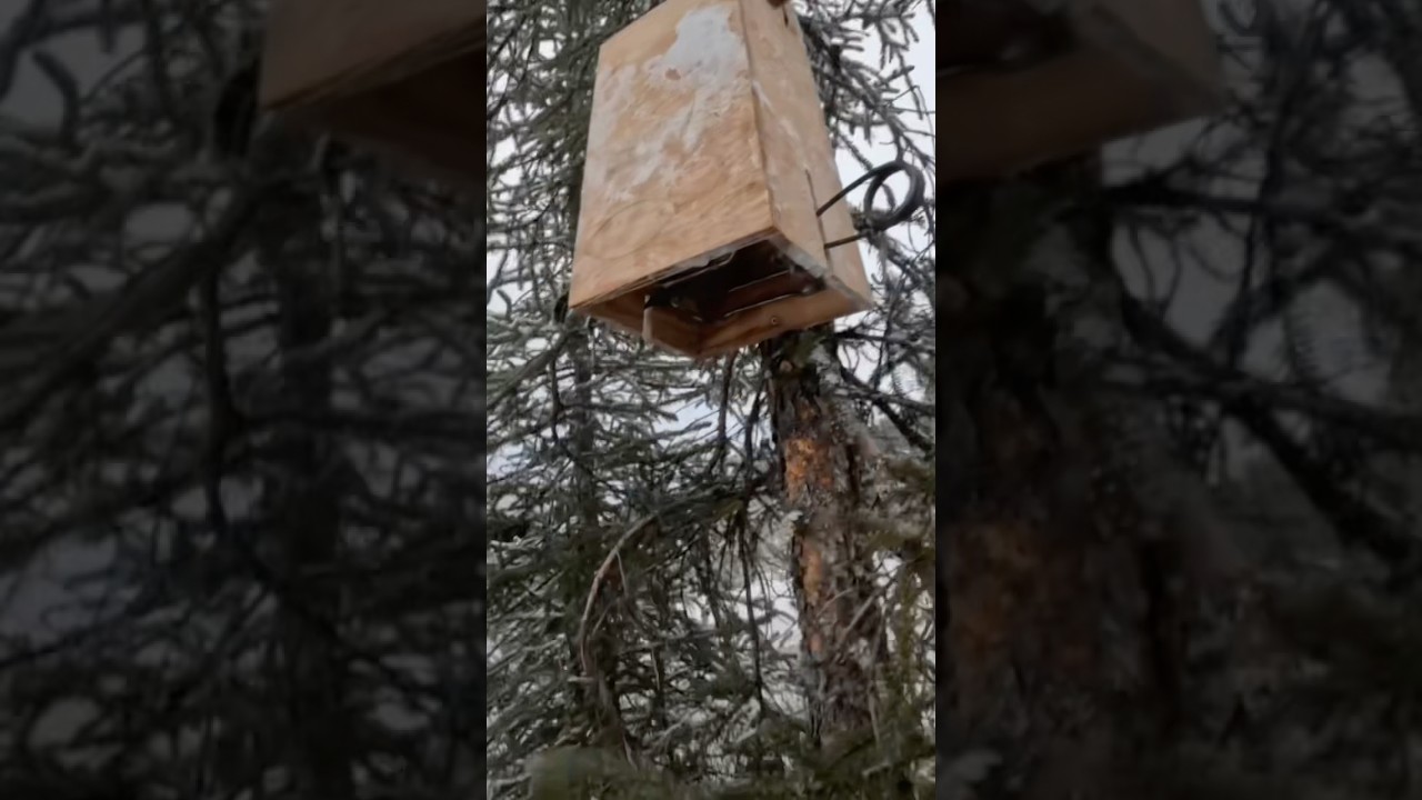 How to set a trap for marten