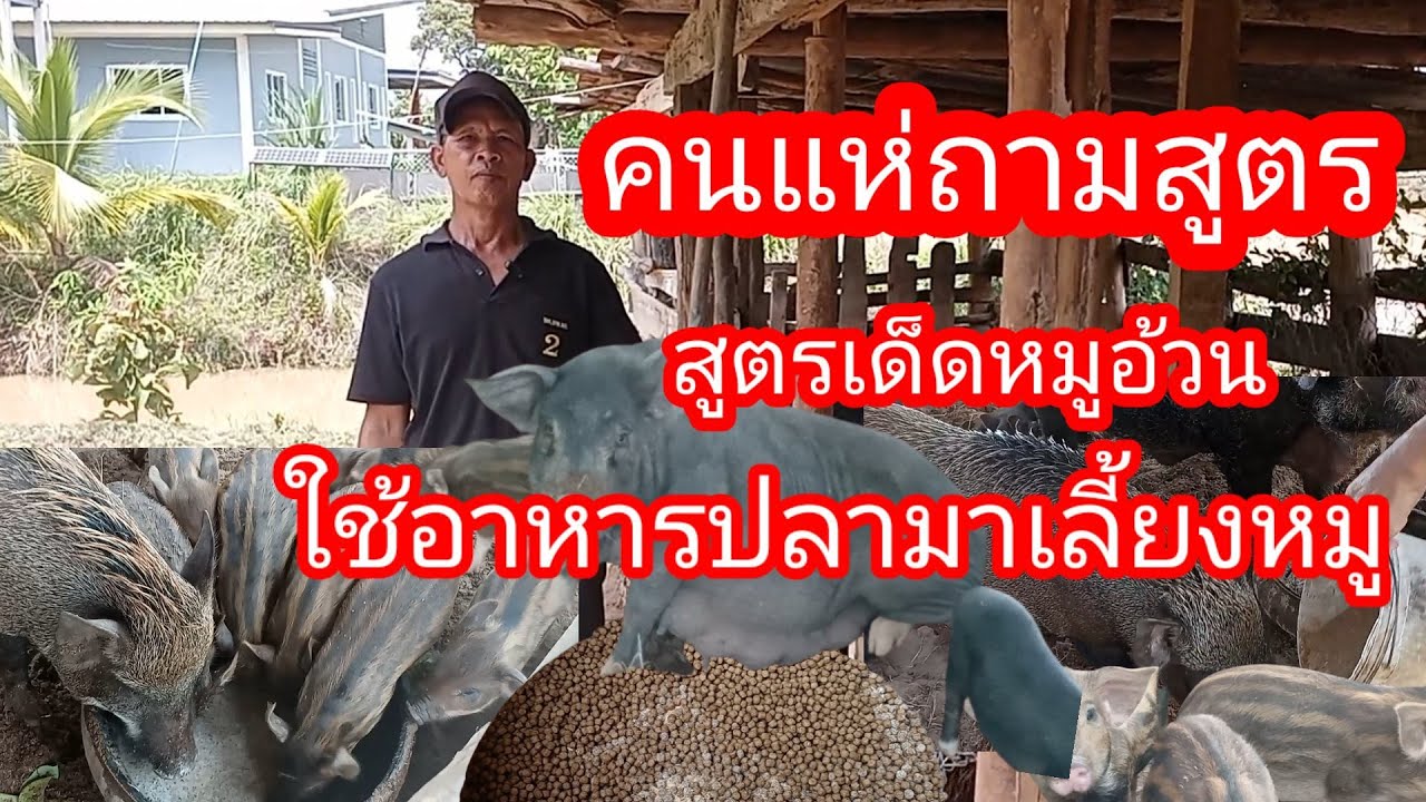 สุดยอดอาหารหมูลดต้นทุน!! ใช้อาหารปลาดุกผสมรำ คนแห่ถามสูตรเพียบ หมูอ้วนแข็งแรงไม่เปลือง
