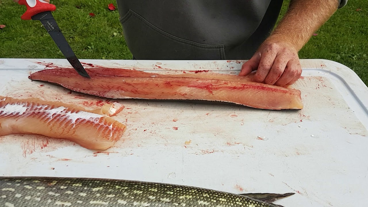 Cleaning and deboning Northern Pike