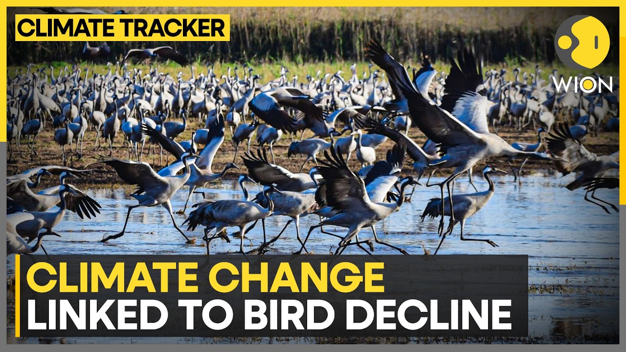 Extreme Heat Threatens Bird Migration | WION Climate Tracker