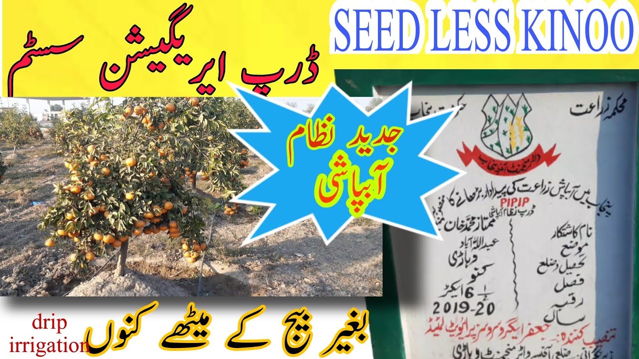 drip irrigation system in pakistan | seed less citrus orchard