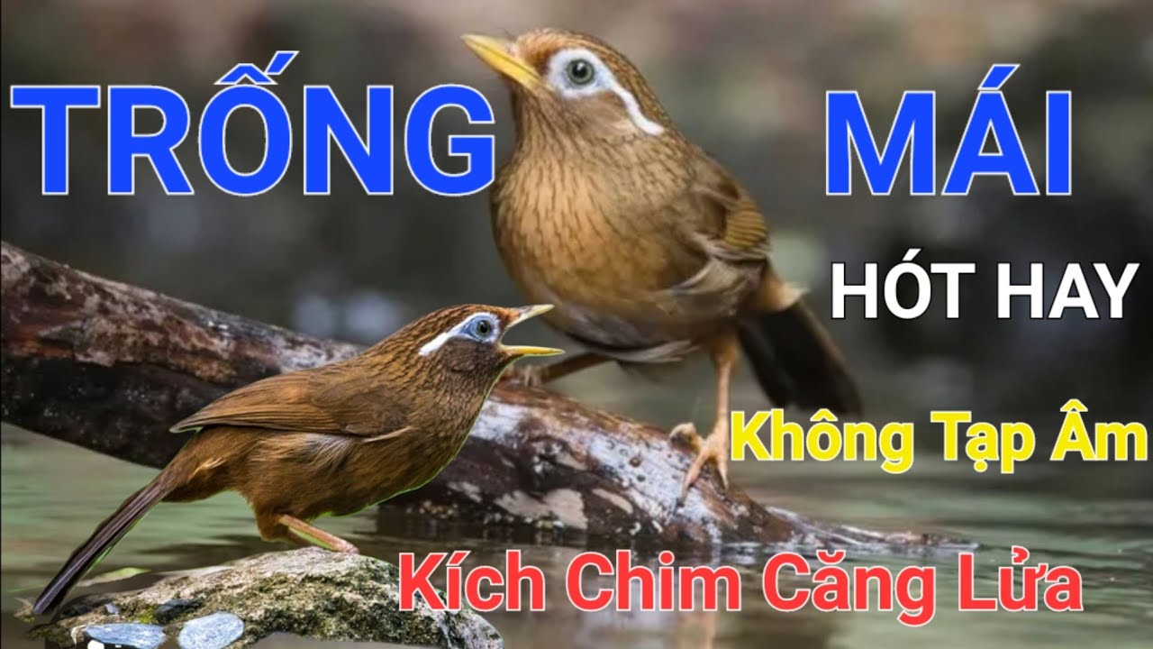 Chim Họa Mi Mộc rừng trống mái hót hay không tạp âm kích chim căng lửa hót đấu/ Chim Họa Mi Mộc 