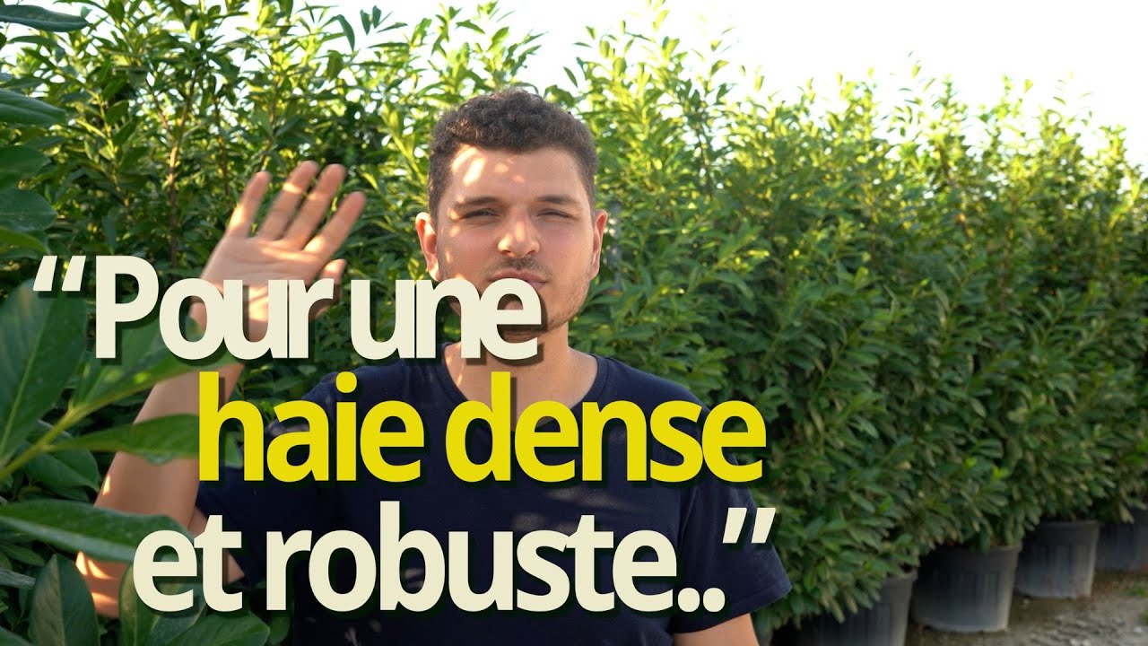 Le Laurier Palme - pour une haie persistante