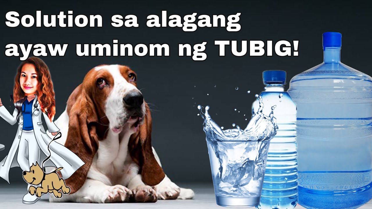 SECRET TIPS! HOW TO MAKE YOUR DOG DRINK PLENTY OF WATER? || ANIMAL LOVERS