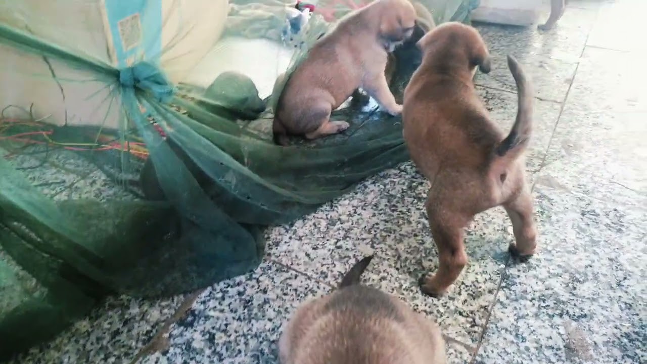 Poor poppy hungry. 