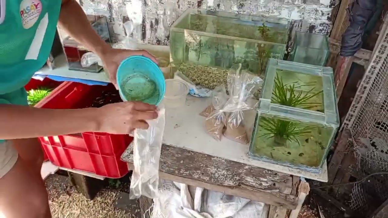 may bumili sakin ng guppy and dapnia