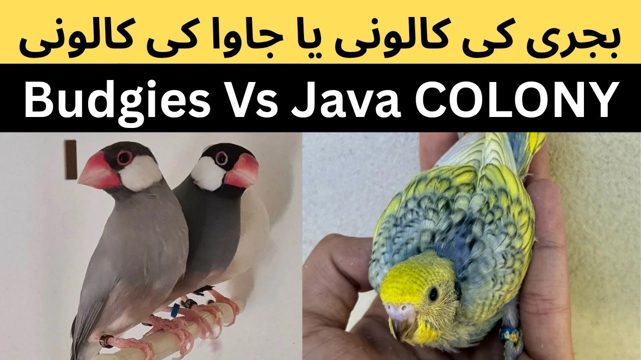 budgies colony Vs Java COLONY
