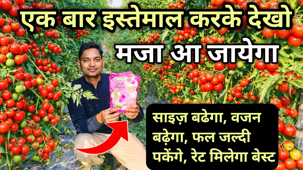 टमाटर का साइज और वजन डबल कैसे करें? | NPK 0:0:50 का सही इस्तेमाल | Tomato Farming