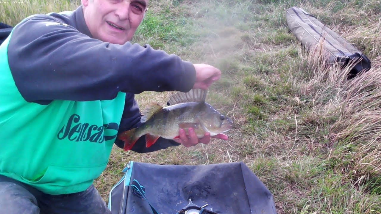 3LB PERCH FROM THE RIVER WITHAM ON THE FLAT FLOAT