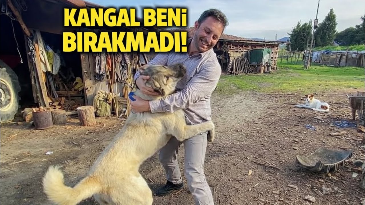 Kangal ile Güreşmek Mi? (Gücünü Test Ettim)