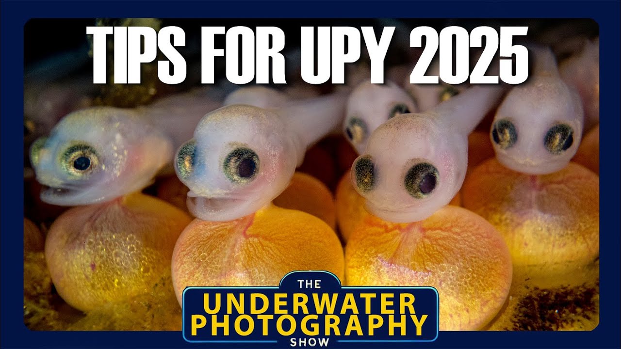 Insider Guide To Entering Underwater Photographer Of The Year 2025