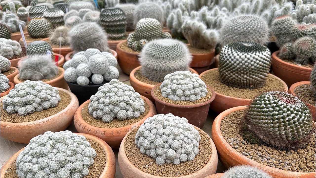 รดน้ำ mammillaria cactus ในรอบ 15 วันครับ วันที่ 10 พฤศจิกายน 2568
