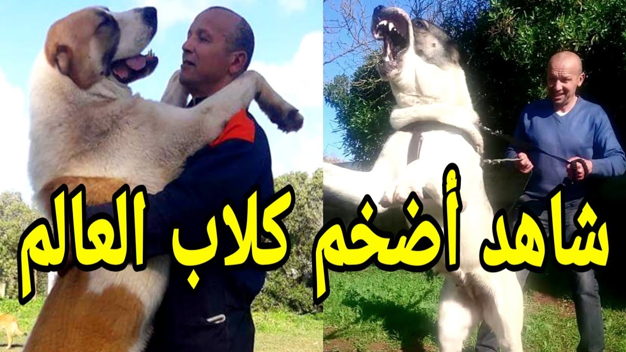 أضخم و أشرس كلاب في العالم في المغرب في مزرعة حكيم عزماني الجزء 1 le chien Alabai en fin au maroc
