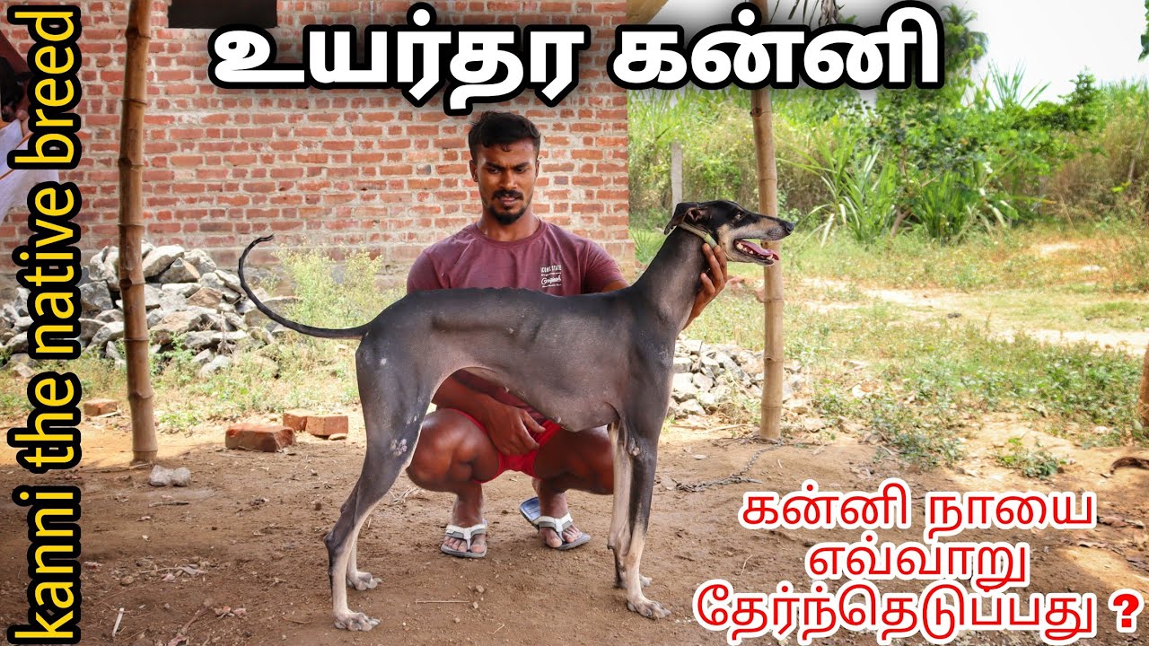 கன்னி நாய் பண்ணை | kanni dogs | TN Vlogs