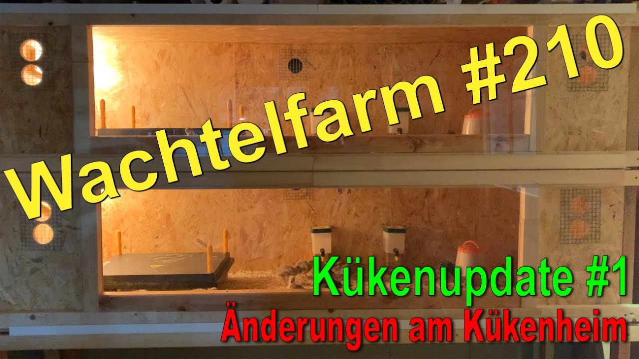 K&uuml;kenupdate #1 - Wachtelk&uuml;ken 10 Tage alt - K&uuml;kenheim musste verbessert werden - Wachtelfarm #210