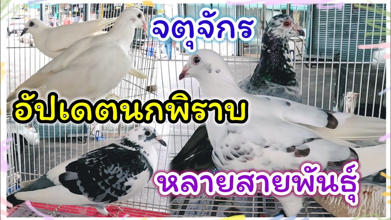 อัปเดตราคานกพิราบ จตุจักร หลายสายพันธุ์ จัดส่งได้ ร้านพี่ต่อ