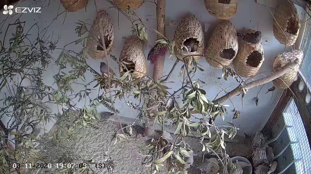 Zebra Finch Aviary Live (03112020 AM)