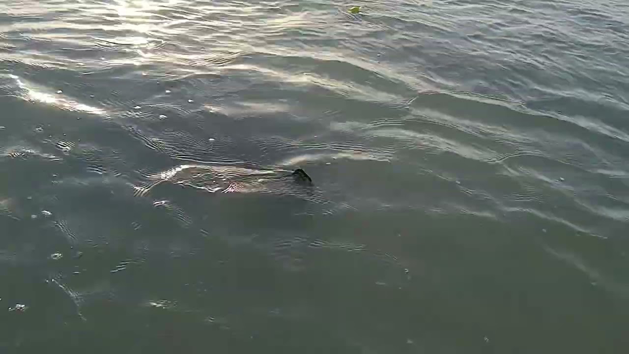 Stingray Spotted while watching sunset at Saipan Garapan Beach Saipan U.S.A.
