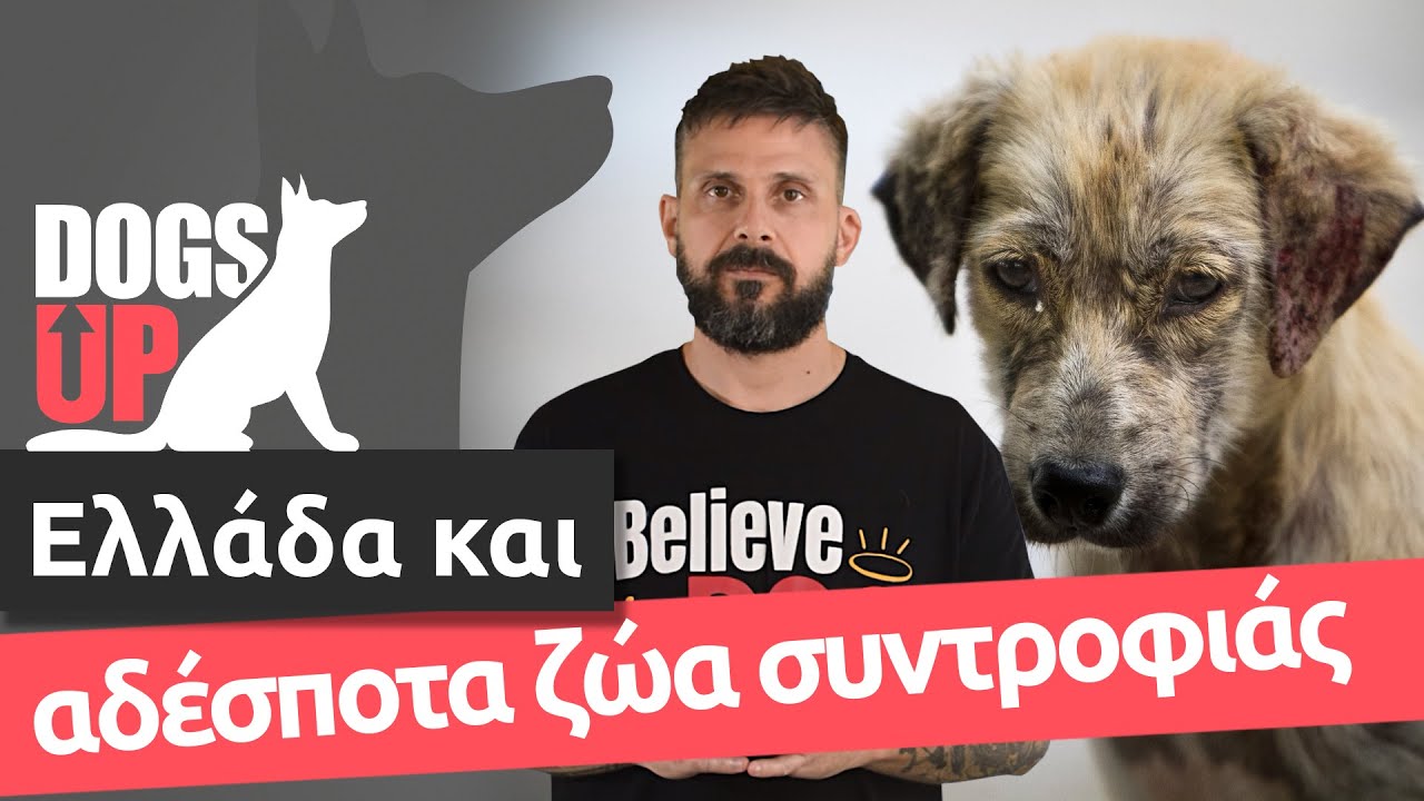 Ελλάδα και αδέσποτα ζώα συντροφιάς. Το 