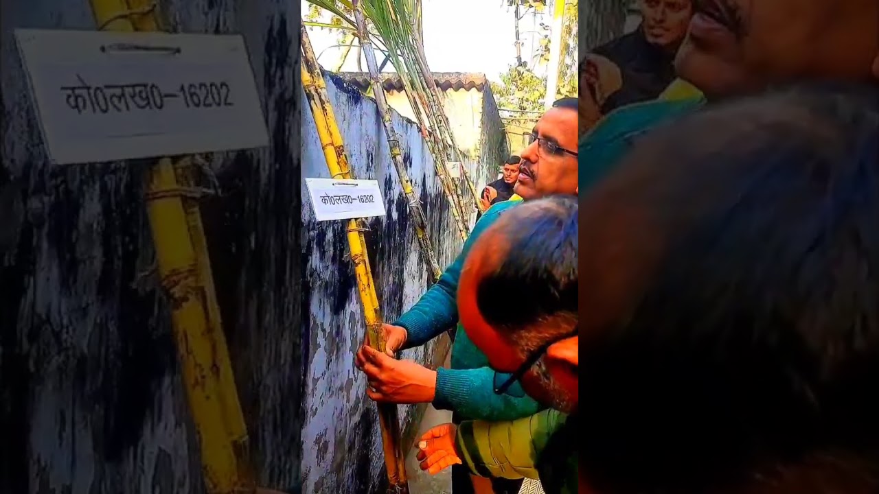 गन्ना किस्मों की ऐसे करें पहचान#sugarcanefarming