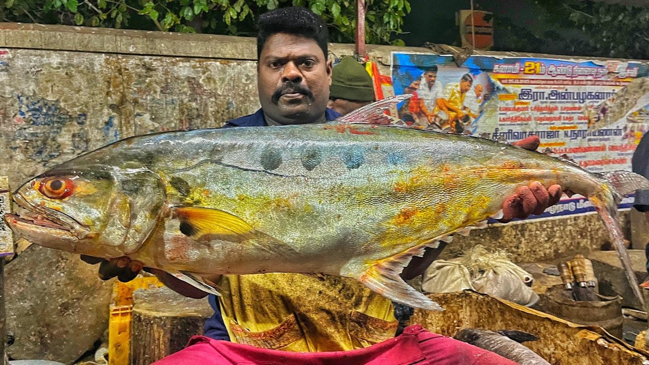 KASIMEDU SPEED SELVAM | HUGE QUEEN TRAVELLY FISH CUTTING VIDEO | 4K VIDEO | KM FISH CUTTING