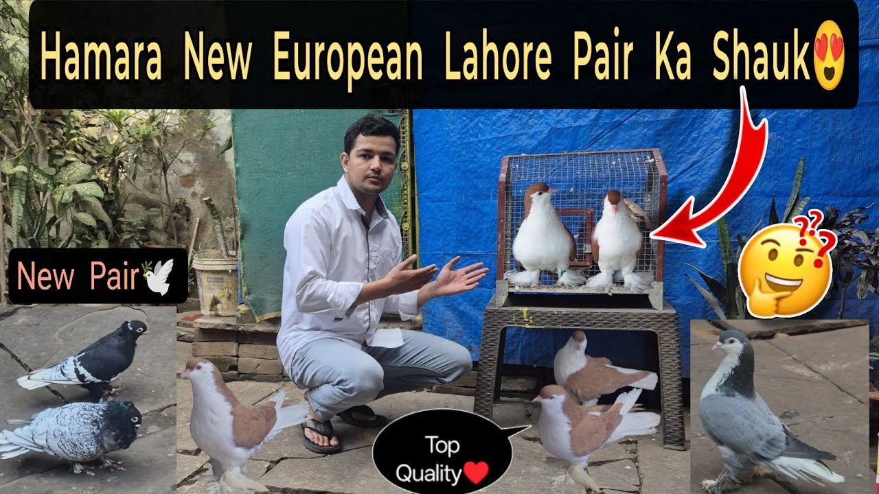 New European Lahori Shirazi Pigeons Ka Shoq 😍 Satinatte Ka Pair Lagaya!💫🕊