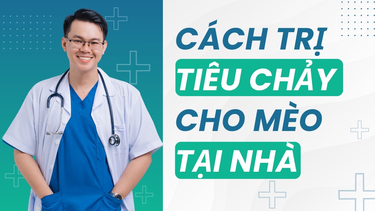 Giải Cứu Mèo Bị Tiêu Chảy Tại Nhà Chỉ Với 3 Bước - Chế Độ Ăn Cho Mèo Tiêu Chảy | Bác Sĩ Trung