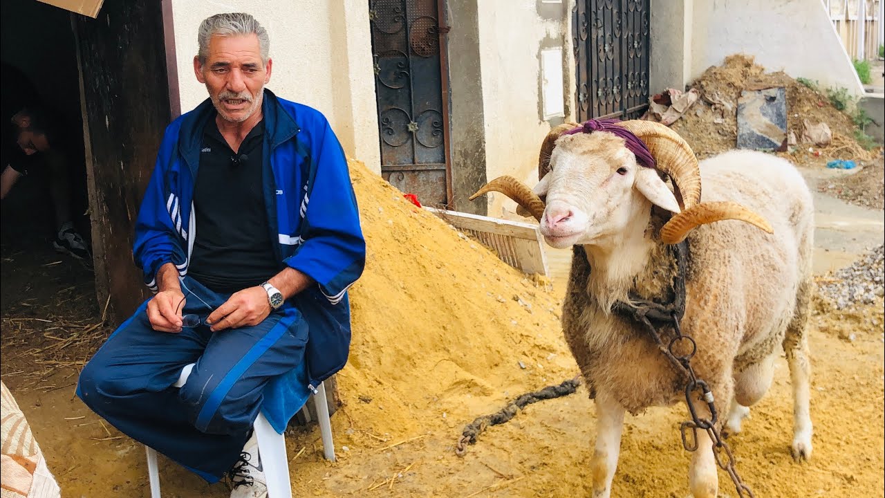 عنتر بطل تونس 🇹🇳 كبش لن ينساه التاريخ 🤔 التسعينات 🕰️