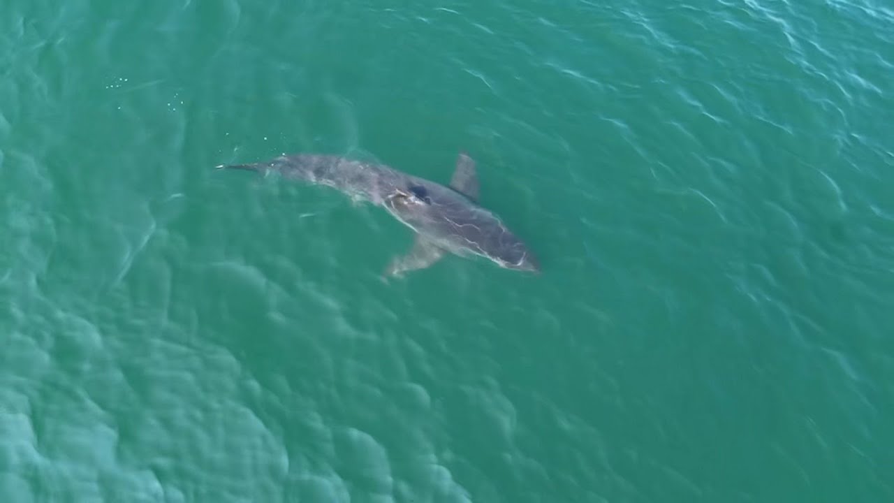 Drone video shows great white shark spotted off Maine coast near Scarborough beaches