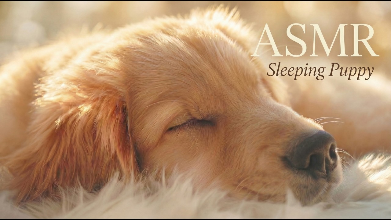 🐶ASMR）Waking up next to a Golden Retriever Puppy☀️ Golden Hour Sleep ASMR