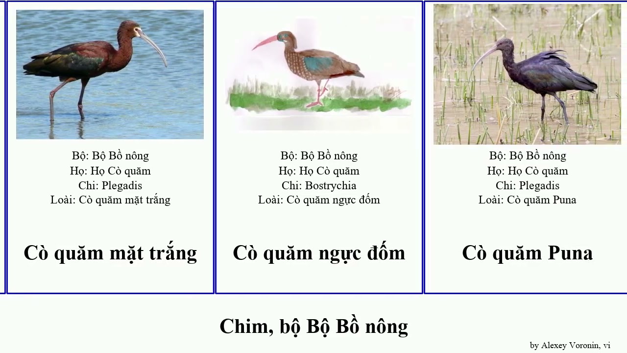 chim, bộ Bộ Bồ nông quăm egretta diệc trắng ardea ixobrychus thìa điên ngàng lớn sula nycticorax