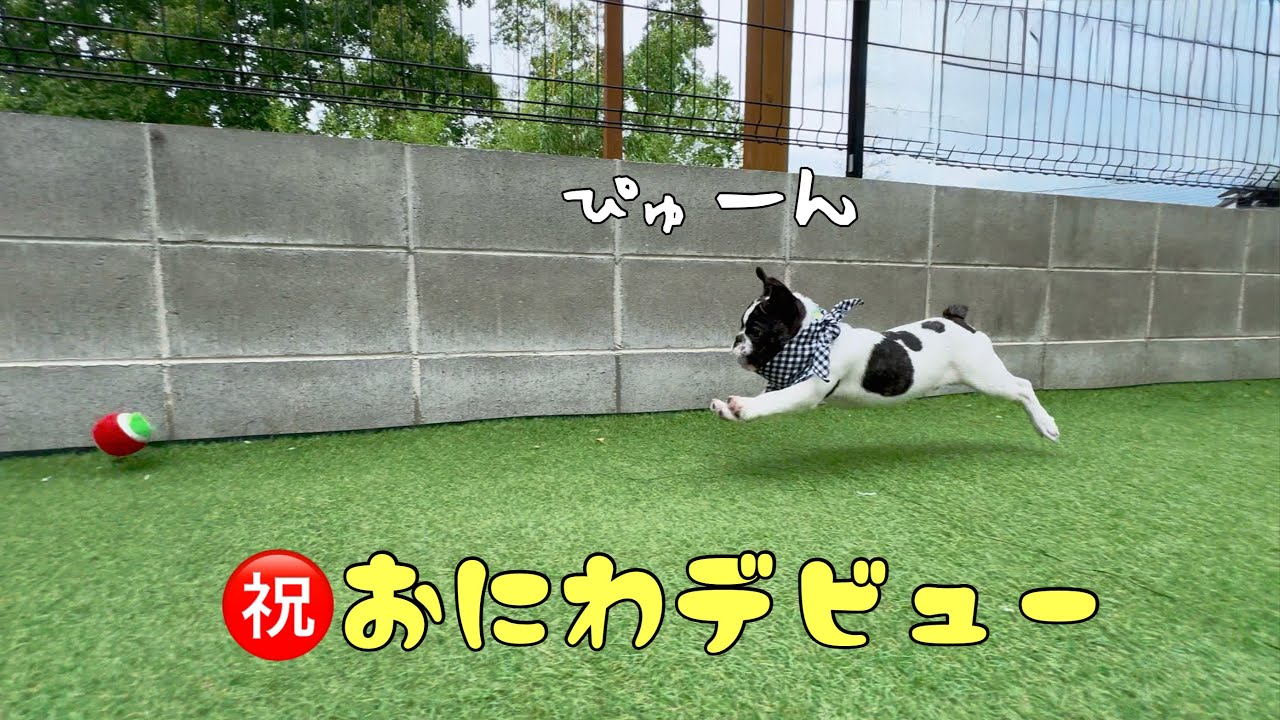 【お外デビュー3日目】ぴょこぴょこボールを追いかける姿が超かわいい～