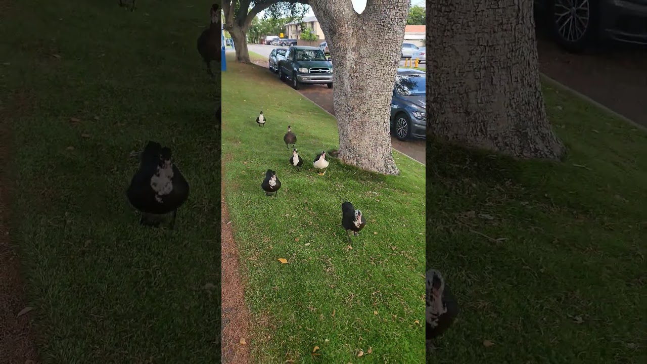 Duck Race! #elysianzen  #visualstillness  #miamidailylife  #peacefulscenes  #nonarration #duck
