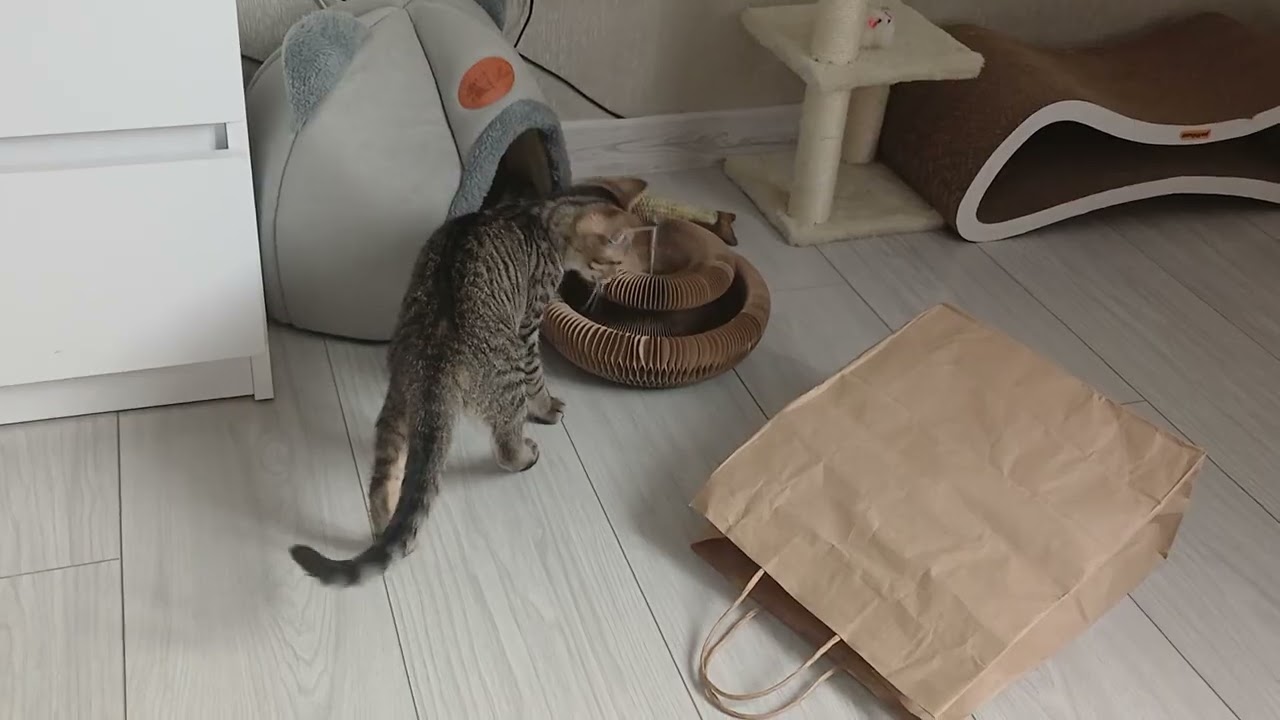 Cat games - Котячі ігри