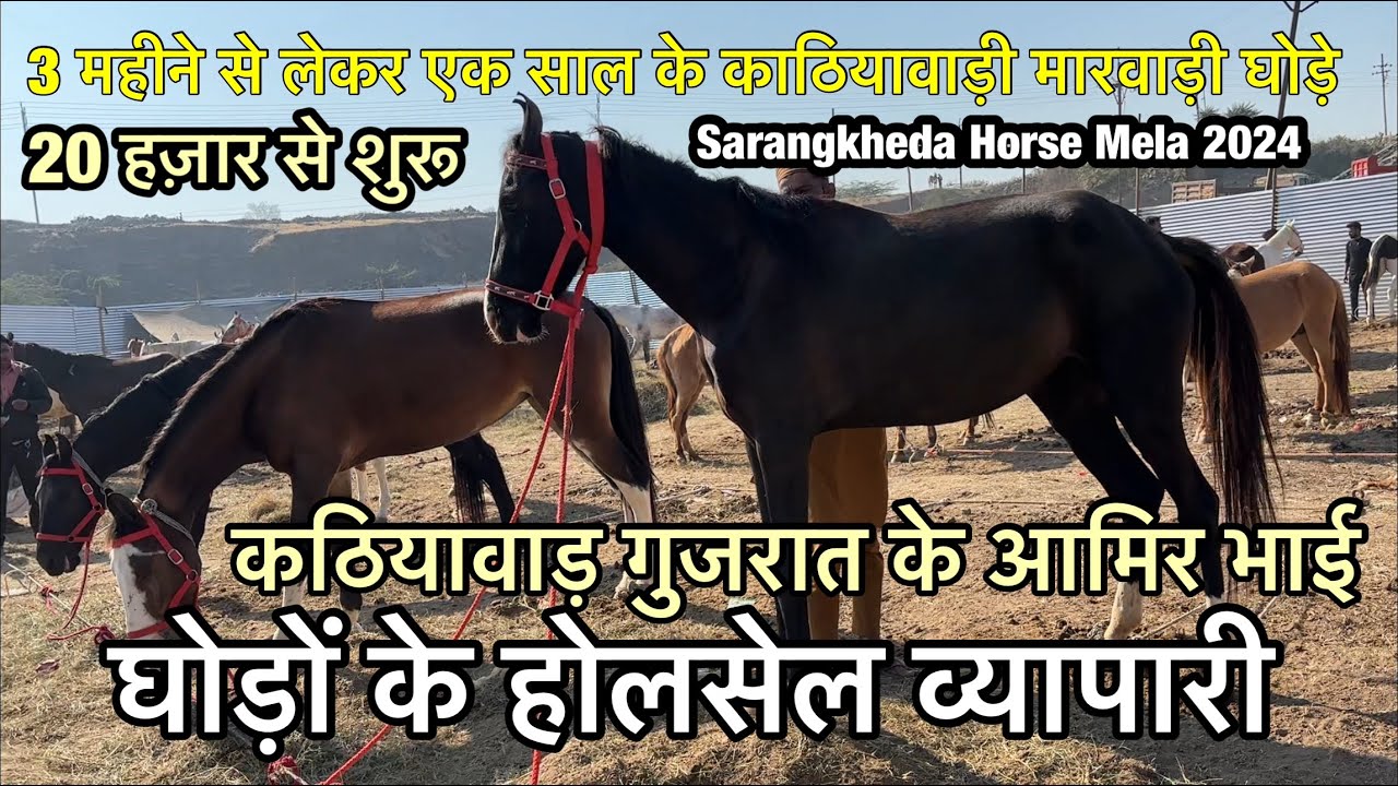 काठियावाड गुजरात से आए जावेद भाई घोड़ों के होलसेल व्यापारी | sarangkheda horse market 2024