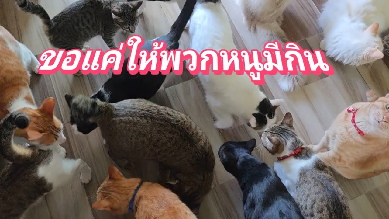 ขอแค่ให้พวกหนูมีกินทุกวัน26.ม.ค.69@cats_home 
