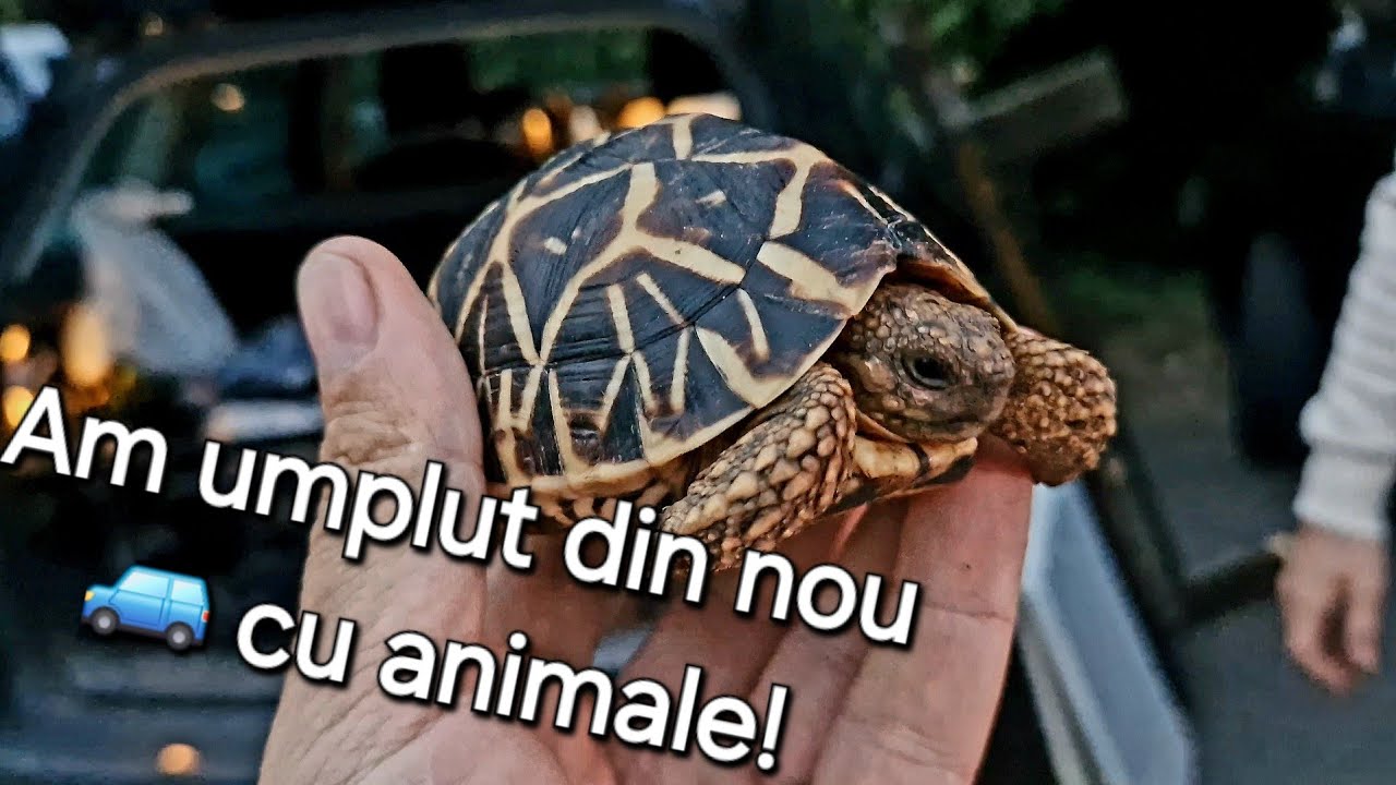 Pentru prima data am dus mai multe animale în Germania decât am adus!