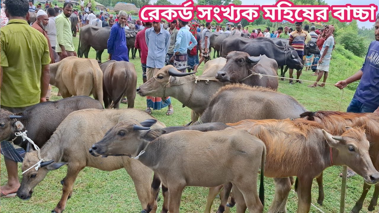 @আজ ২৮/৬/২৫ | আমদানি ভরপুর মহিষের বাচ্চার! সবচেয়ে ছোট ছোট মহিষের বাচ্চার দাম জানুন | কাহারোল হাট