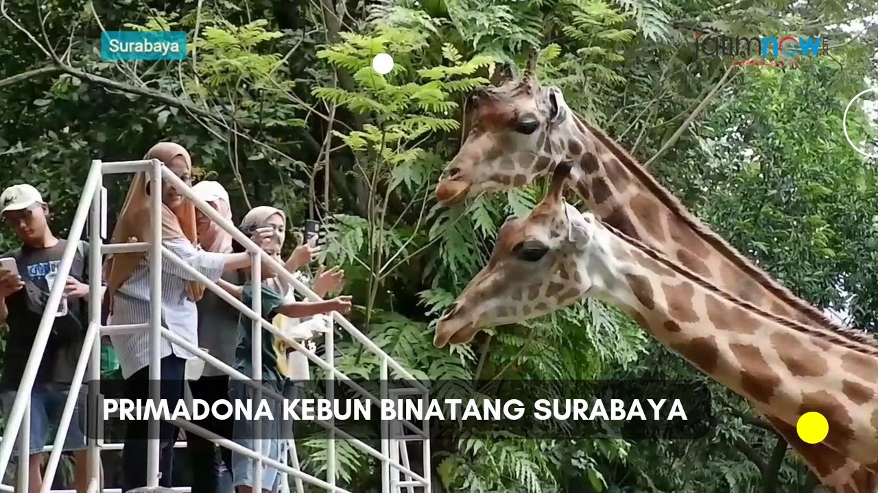 PRIMADONA KEBUN BINATANG SURABAYA