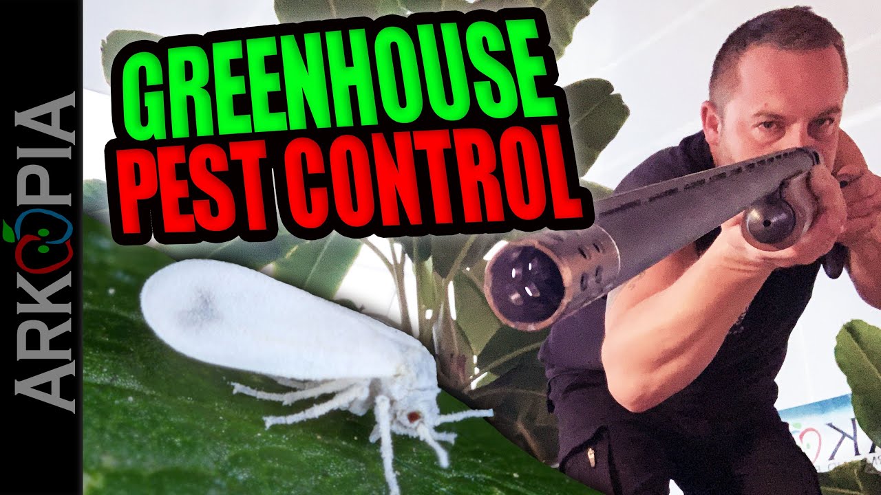 Greenhouse Pests - Insecticidal Soap, Beneficial Bugs, & more for whiteflies, aphids, gnats, etc.