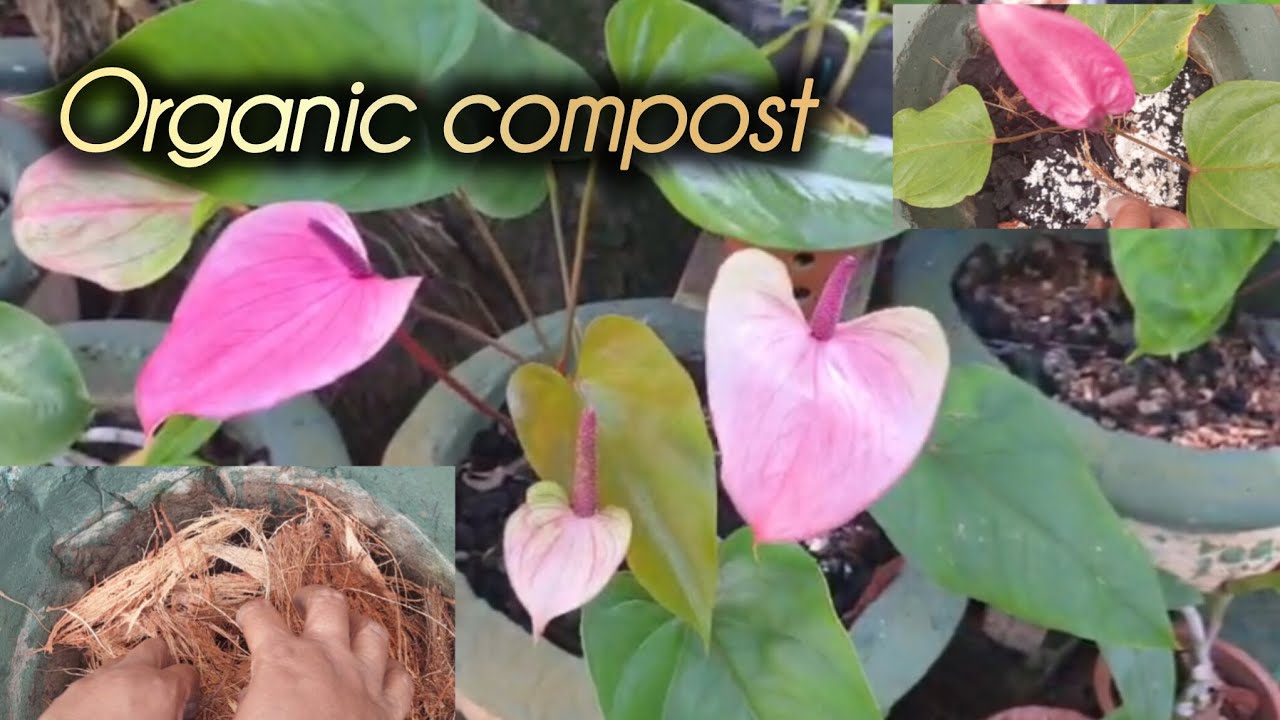 Anthuriyam growing organic compost #Anthuriyam #organiccompost #gardening 