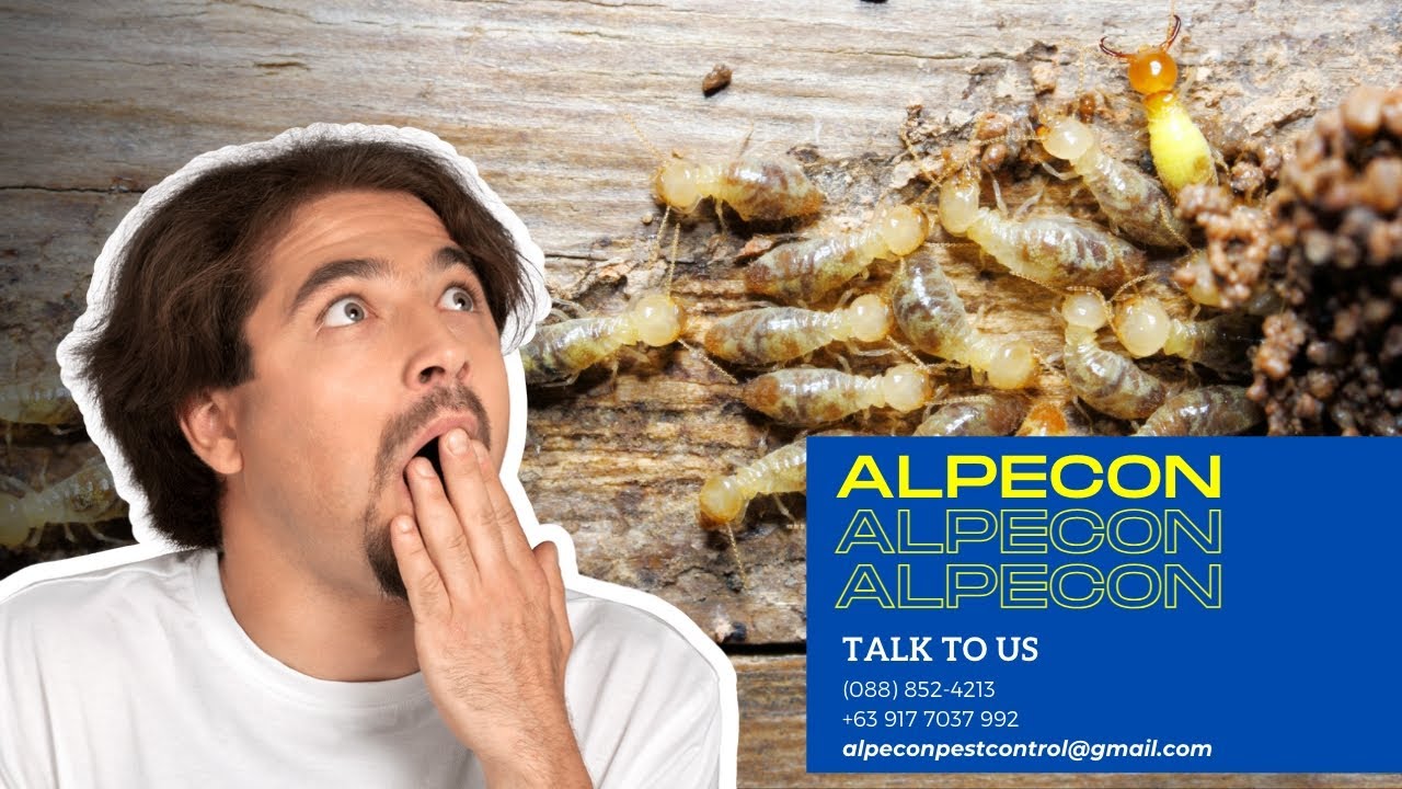 Termites in Action