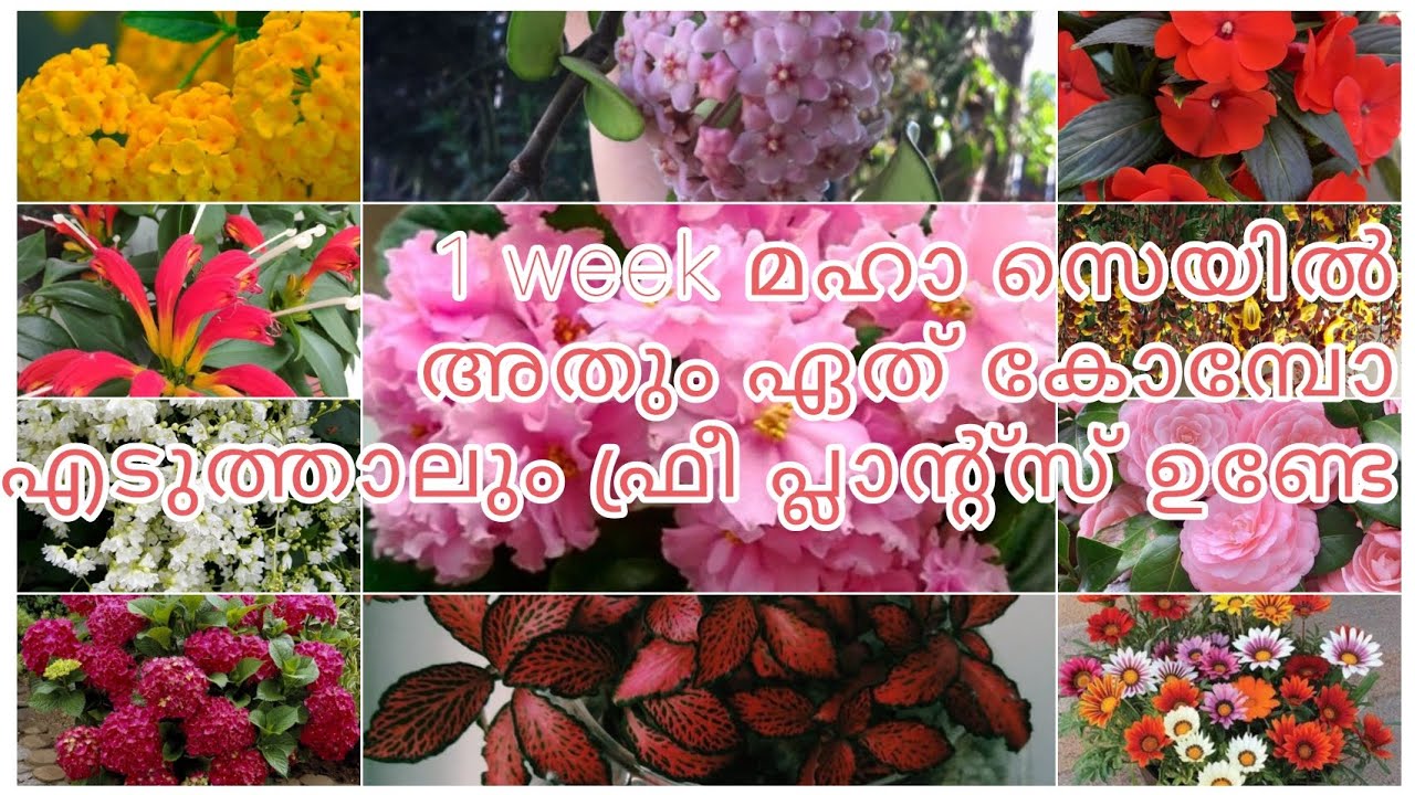 1week മഹാ സെയിൽ ഏത് കോമ്പോ എടുത്താലും ഫ്രീ പ്ലാന്റ്സ് ഉണ്ടേ 😱😱😱😱💚🌿🌿🌿🌿💥💥💥🌺🌺🌺🌺